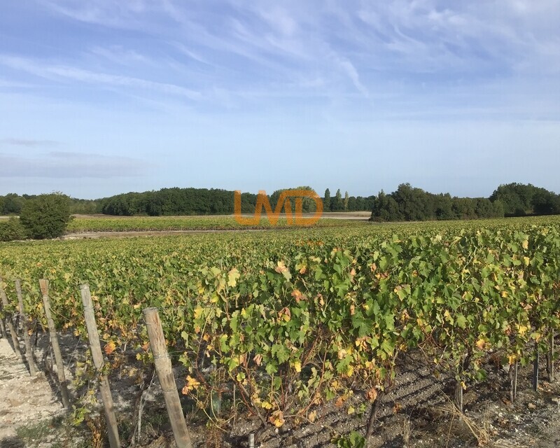 Vignoble de 2,80 ha en Petite Champagne - Img 1563