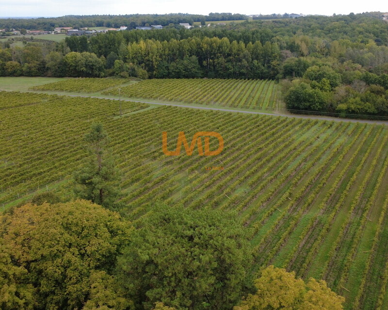 Domaine viticole en Borderies  - Dji 0095